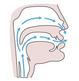 nasal-articulation.png