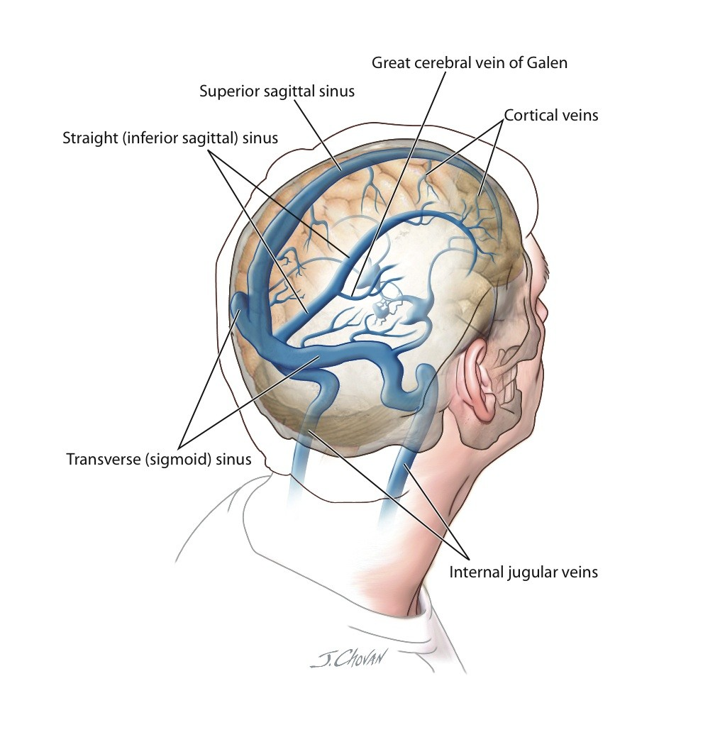 Veins in the brain