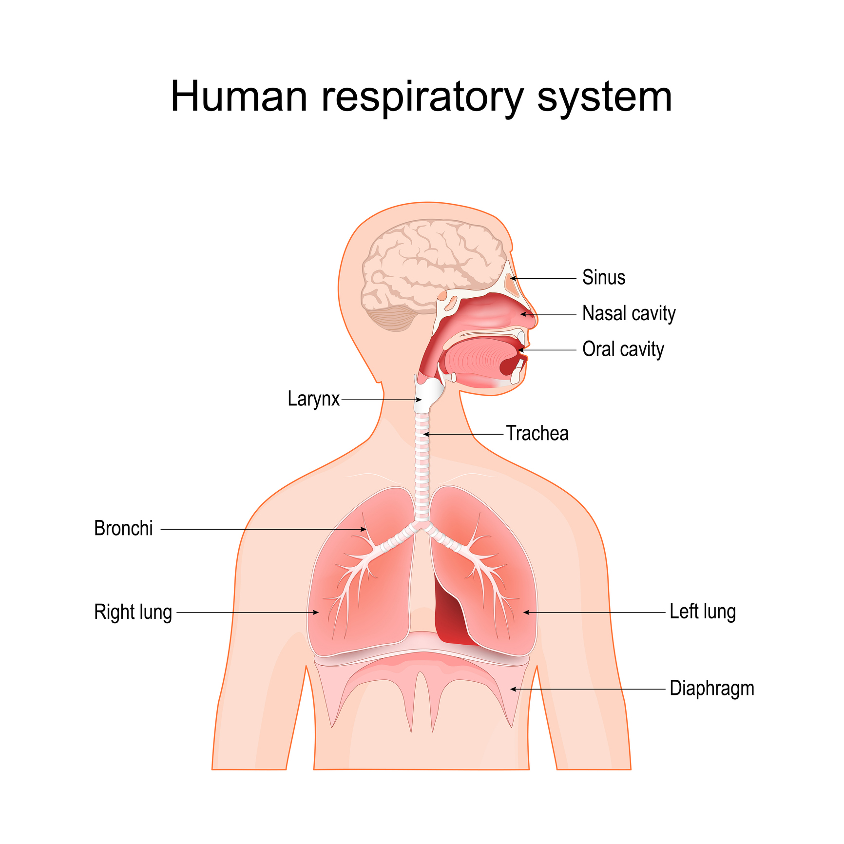 human respiratory system