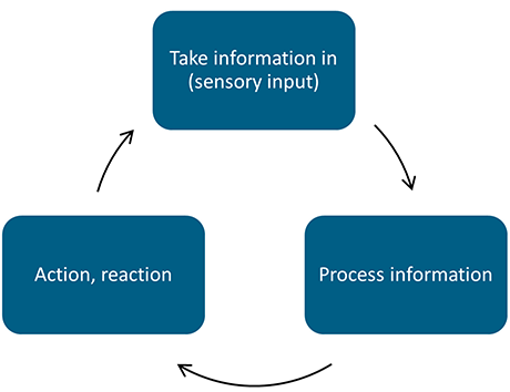 A cyclical diagram outlining the 3 sensory processing stages: Take information in, process information, act/react, and repeat.