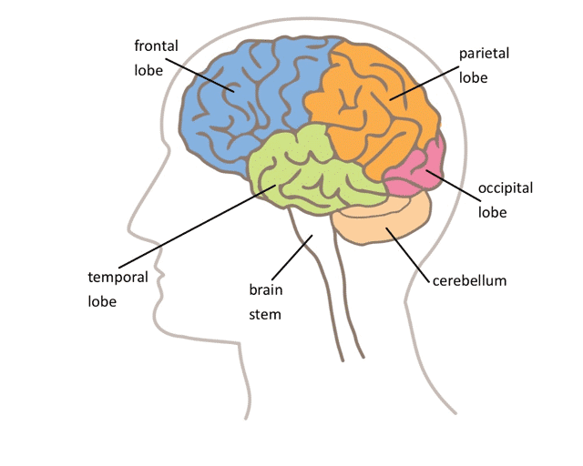 Areas of the brain
