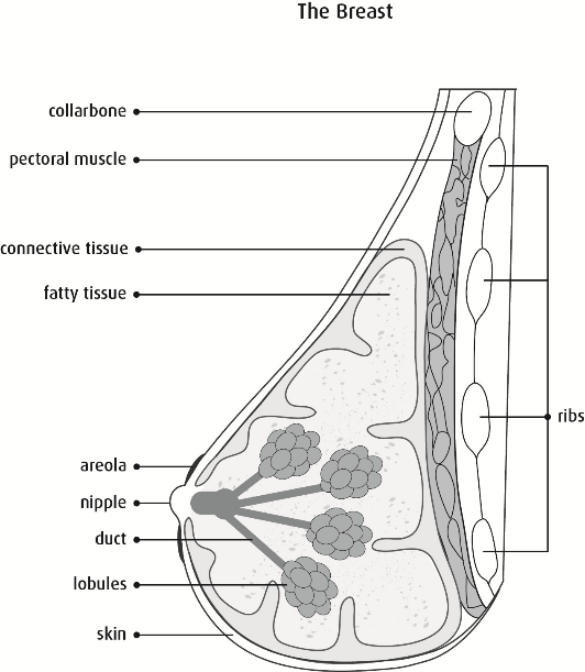 Cross-section of the breast