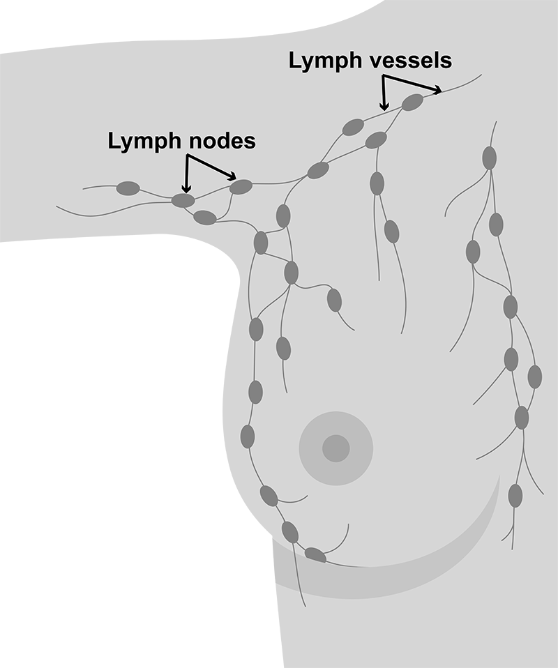 Lymph nodes connected by lymph vessels that run up the arm and breast towards the collarbone