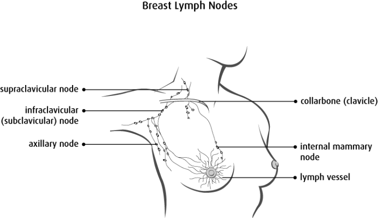 Different types of lymph nodes connected by lymph vessels between the collarbone, armpit, and breast