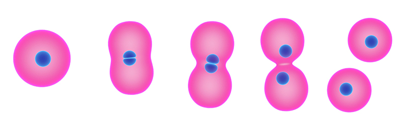 Healthy cells dividing. One cell splits into 2 identical cells.