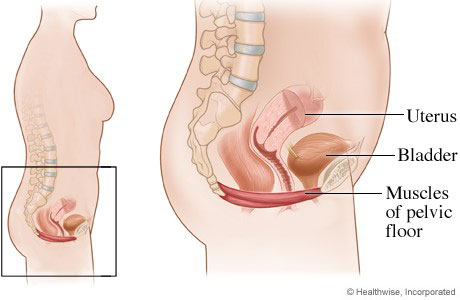 Female urinary system