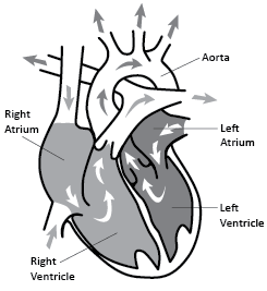 How the Heart Works