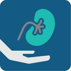 Living Kidney Donation Icon