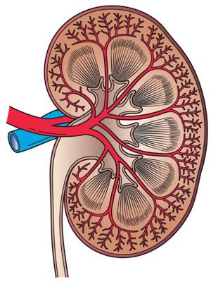 Cross-sectional image of a kidney showing its internal structures.