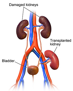 kidney-cross-section