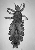 Louse seen from above.