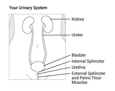 your-urinary-system.jpg